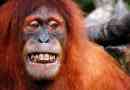 Orangutan monkey. Orangutan lifestyle and habitat